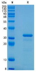 Active Recombinant Human Granzyme A / GZMA Protein