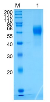 Active Recombinant Mouse IL-1R1 / CD121a Protein