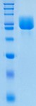 Active Recombinant Mouse ICAM-1 / CD54 Protein