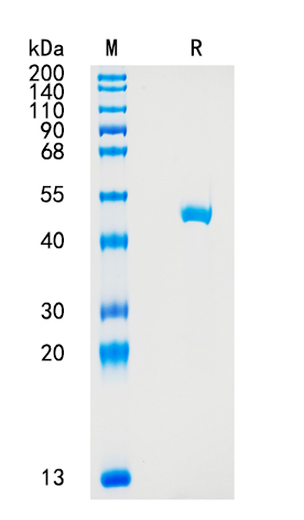 Active Recombinant Human Cathepsin E / CTSE Protein