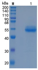 Active Recombinant Human B4GALT1 / Beta-1,4-Galactosyltransferase 1 Protein