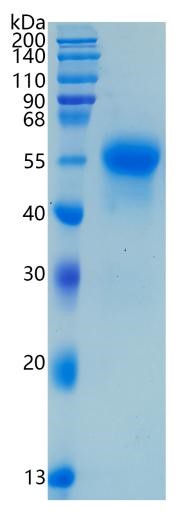 Active Recombinant Human CD46 / MCP Protein