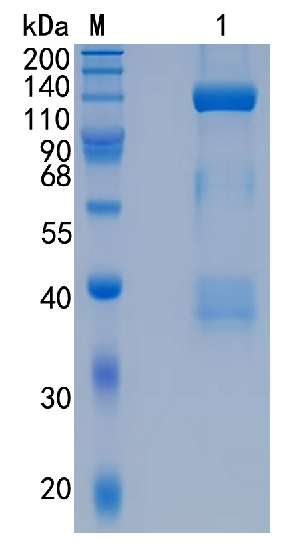 Active Recombinant Mouse HGFR / c-MET Fc Chimera Protein