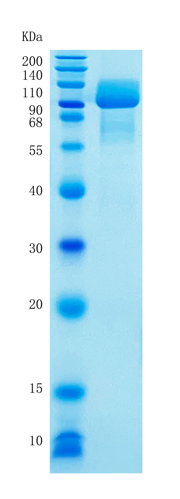 Active Recombinant Human PDGFR alpha / CD140a Protein
