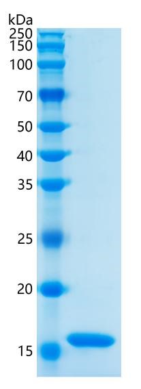 Active Recombinant Rat TNF-alpha Protein