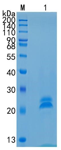 Active Recombinant Rat VEGF-A / VEGFA Protein