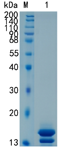 Active Recombinant Human Elafin / PI3 / Protease Inhibitor 3 Protein