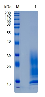 Active Recombinant Mouse Interleukin-13 / IL-13 Protein