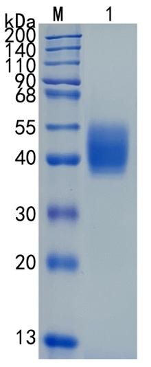 Active Recombinant Mouse Tissue Factor / CD142 Protein
