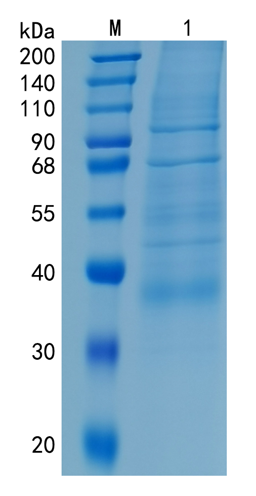 Active Recombinant Human Granzyme H / GZMH Protein