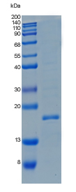Active Recombinant Human NT-3 / NTF3 / Neurotrophin-3 Protein