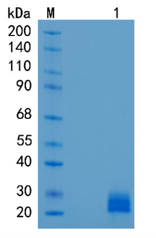Active Recombinant Human Ephrin-A1 / EFNA1 Protein