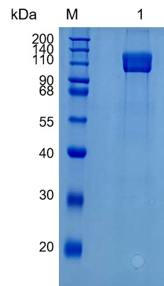 Active Recombinant Human MAG / Siglec-4a Protein