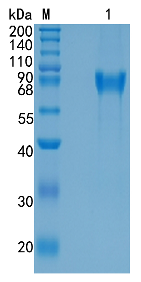 Active Recombinant Human IBSP / Bone Sialoprotein II Protein