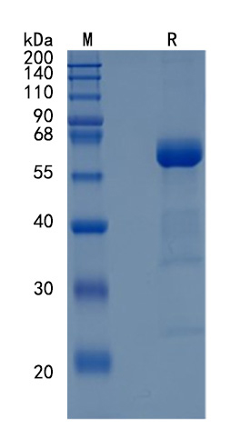 Active Recombinant Human CD72 / Ly-32 Protein