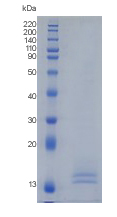 Active Recombinant Human Granulysin / GNLY Protein