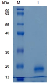 Active Recombinant Human IL-32 / Interleukin-32 Protein