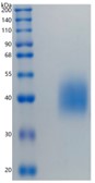 Active Recombinant Human CD89 / FCAR / Fc alpha RI Protein