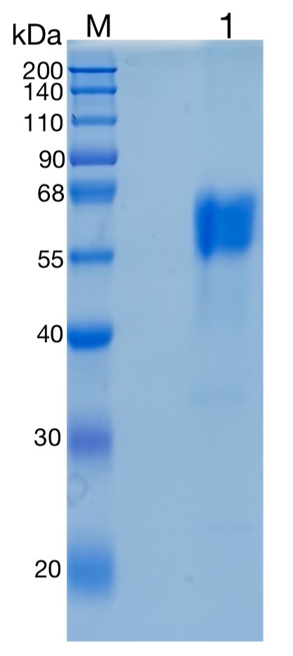 Active Recombinant Mouse Activin RIIB / ACVR2B Protein