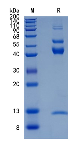 Active Recombinant Mouse TGF-beta 2 Protein