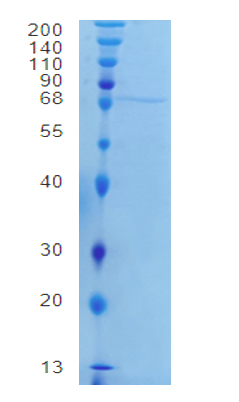 Active Recombinant Mouse Wnt-3a / WNT3A Protein