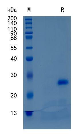 Active Recombinant Mouse CD40 / TNFRSF5 Protein