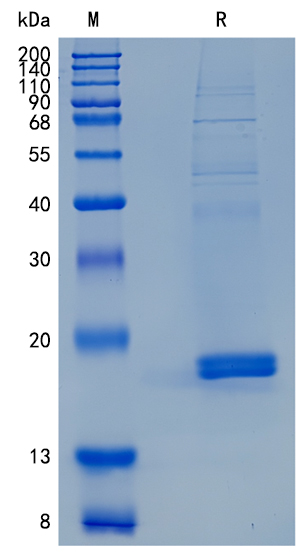 Active Recombinant Mouse CD40 Ligand / CD154 / TNFSF5 Protein
