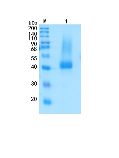 Active Recombinant Mouse Biglycan / BGN Protein