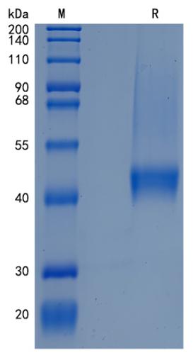 Active Recombinant Mouse Decorin / DCN Protein