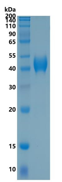Active Recombinant Human CD38 / ADP-ribosyl cyclase Protein