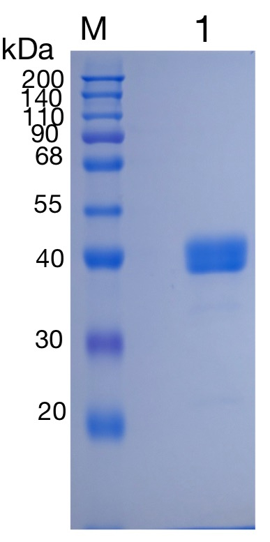Active Recombinant Human CD52 / CAMPATH-1 Protein