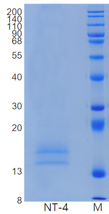 Active Recombinant Human NT-4 / NTF4 / Neurotrophin-4 Protein
