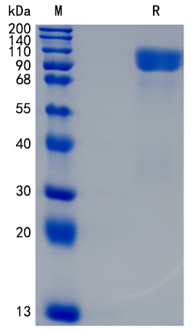 Active Recombinant Mouse Ret / CDHF12 Protein