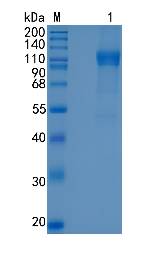 Active Recombinant Human Flt3 / CD135 / FLT3 Protein