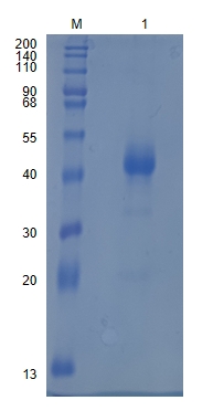 Active Recombinant Human Activin RIB / ALK-4 / ACVR1B Protein