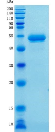 Active Recombinant Human Serpin F1 / PEDF Protein