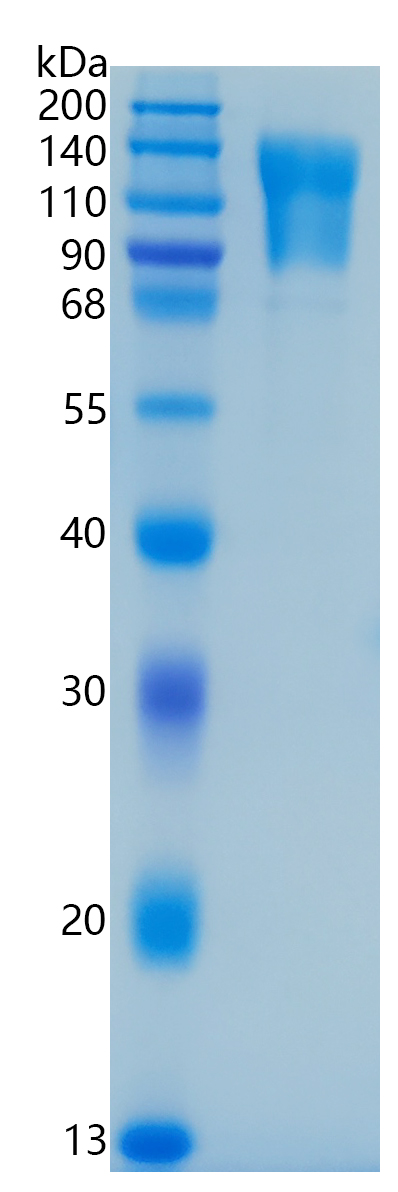 Active Recombinant Human CD96 / TACTILE Protein