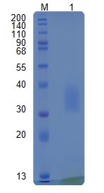 Active Recombinant Mouse Fas Ligand / CD95L / TNFSF6 Protein