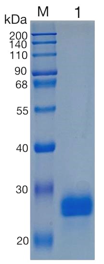 Active Recombinant Human NBL1 / DAN Protein