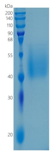 Active Recombinant Human CD86 / B7-2 Protein