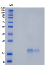 Active Recombinant Mouse GDF5 / BMP-14 Protein