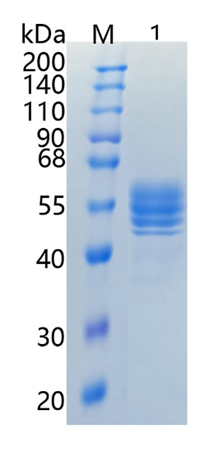 Active Recombinant Mouse IL-12 p40 / IL-12B Protein