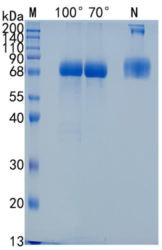 Active Recombinant Mouse IL-23 (p19 / p40) Heterodimer Protein