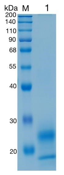 Active Recombinant Mouse OX40 Ligand / CD252 / TNFSF4 Protein