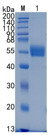 Active Recombinant Human NPTX2 / Neuronal pentraxin-2 Protein