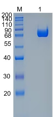 Active Recombinant Human CD239 / BCAM / Lutheran blood group Protein