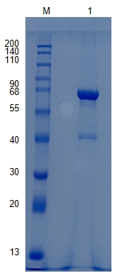Active Recombinant Human MMP-15 / MT2-MMP Protein