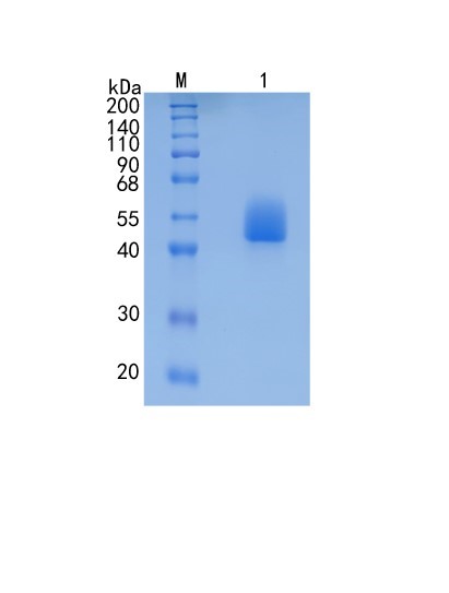 Active Recombinant Mouse Lumican / LUM Protein