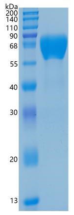 Active Recombinant Human BACE1 / Beta-secretase Protein
