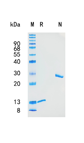 Active Recombinant Human TGF-beta 2 Protein